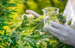 Cientifica berissense lidera congreso internacional de cannabis medicinal