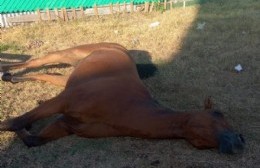Vecinos indignados por la muerte de un caballo y la irresponsabilidad de su dueño