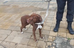 Pitbull perdida, al resguardo de efectivos policiales