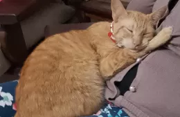 Buscan a “Leona”, gatita perdida en Villa Zula
