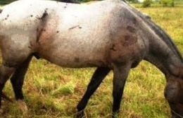 Joven demorado por robar un caballo