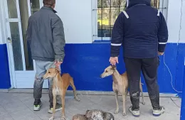 Le salto la liebre: Sancionados por realizar caza con perros