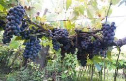 Visitas guiadas a los viñedos y a la bodega de la Cooperativa