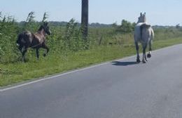 Preocupación por caballos sueltos en la 66