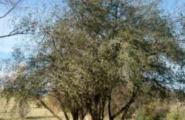 Se declaró al árbol de tala como "especie nativa" berissense