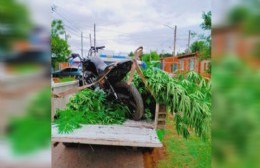 Secuestraron plantas de marihuana en una casa en Villa Progreso