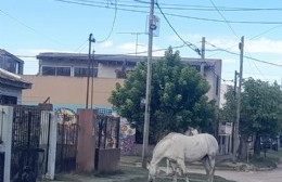 Reclamo por caballos sueltos en El Carmen: vecinos temen por graves accidentes