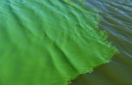 Alerta amarilla por cianobacterias en nuestras playas