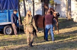 Los caballos incautados sin acreditar irán a instituciones de bien público