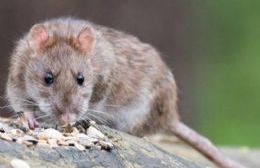 Hantavirus en la región: Control de foco, medidas de profilaxis y desratización