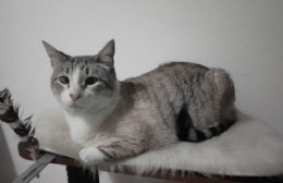Se perdió Rufina, sus dueños piden colaboración