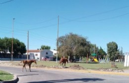 Crece la preocupación por caballos sueltos en Plaza 17 de octubre