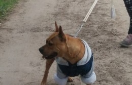 Tras el rescate, vecina pide que la perra pitbull sea devuelta a su vivienda