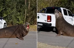 Cuando la fauna viene de visita, el río nos recuerda cómo cuidarla