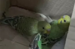Quedaron “enjaulados” por varias aves y un conejo