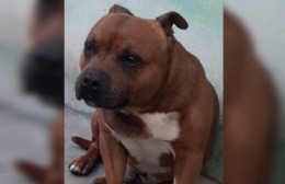 Se llevaron a su perro en un auto y ahora lo busca desesperadamente