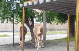 Caballos sueltos, un problema sin resolver