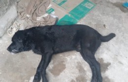 Continúa la preocupación por animales envenenados en Los Talas: tres nuevas víctimas