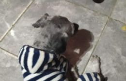 Buscan al perro "Toto": Se perdió en 10 y 141