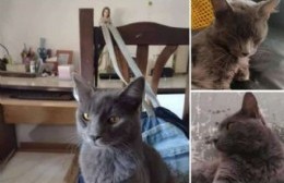 Buscan a gato desaparecido en la zona de 60 y 124