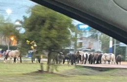 Más de 20 caballos en la Rotonda de 60 y 122