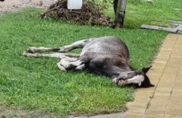 Vecinos piden que se retire un caballo muerto de calle 163 entre 22 y 23