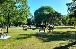 Caballos sueltos, preocupación latente y de larga data