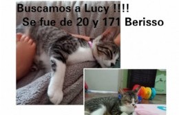 Una familia busca desesperadamente a su gata “Lucy”