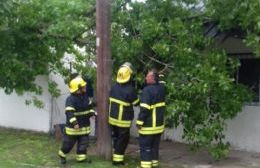 Intenso despliegue de Bomberos por el temporal de viento