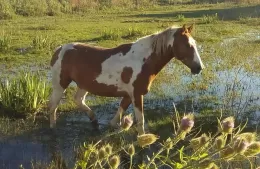 Solicitan ayuda para dar con un caballo robado