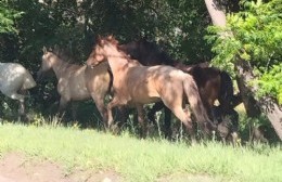 Caballos sueltos en Avenida 60: una problemática de nunca acabar