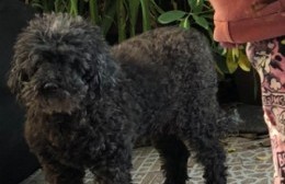 Buscan a la perra "Morena": es mayor y necesita tomar su medicación