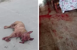 Un pitbull atacó un nene y mato a la mascota que intentó defenderlo