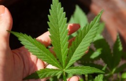 Argentina con Cannabis: Diferencias entre CBD y THC que debe saber