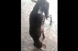 Todos por Gali: una perrita galga necesita ayuda para recuperarse