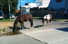 Caballos sueltos corren por la transitada calle 12