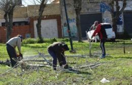 Se intensifican las tareas de poda de árboles en diferentes puntos de la ciudad