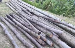 Preocupaci&oacute;n vecinal por tala de &aacute;rboles en el Terrapl&eacute;n Costero