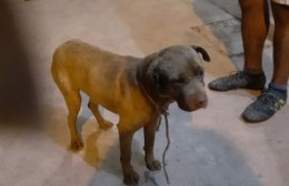 Vecinos repelieron a golpes el ataque de un pitbull