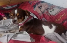 Buscan a la perrita "Gala", extraviada en la zona de 27 y 156