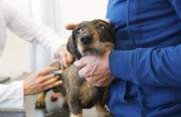 Vacunación antirrábica en barrios de La Franja