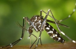 Presunto caso de dengue autóctono en Berisso: Familiares lo confirman