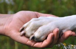 Día del Animal: Feliz día a esos compañeros fieles