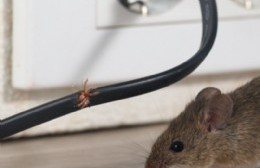 Vecinos de Villa Argüello denuncian "invasión de ratas"