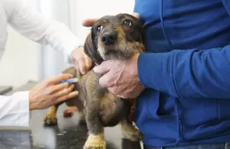 Cronograma de jornadas veterinarias durante julio