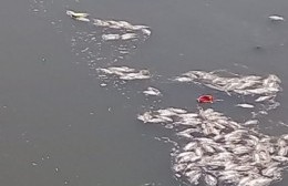 Preocupación por la aparición de peces muertos en el Puente Tres de Abril