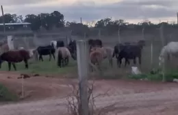Ocuparon un terreno privado con caballos y amenazaron a las autoridades