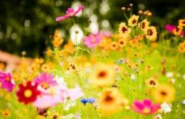 Este sábado se festeja la Primavera en la Isla Paulino