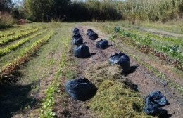 "El pasto no es basura, es un recurso": campaña destinada a la producción local