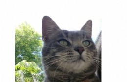 Se perdió el gato Catriel: “Su familia lo está esperando”